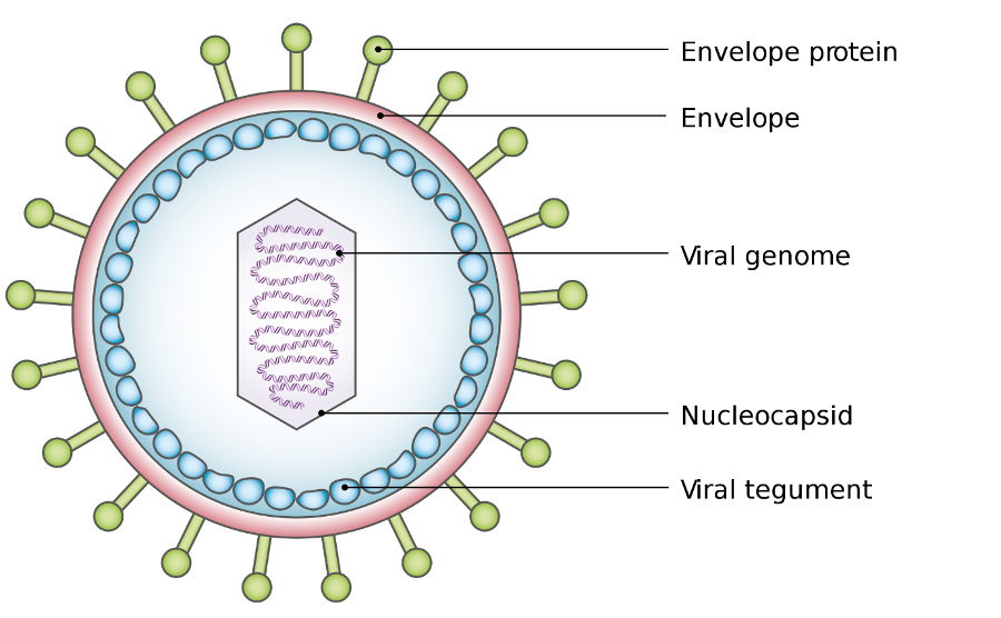 Virus diagram